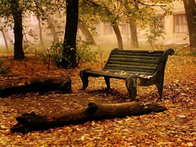 在公园的老板凳秋天的树叶树高清壁纸