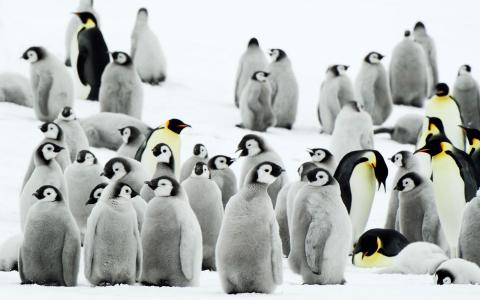 南极洲企鹅壁纸
