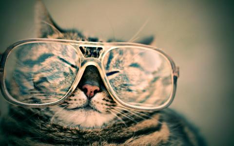 猫眼镜有趣的宽壁纸
