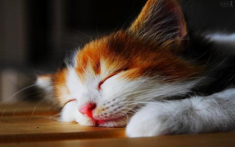 令人惊讶的可爱困倦的小猫壁纸