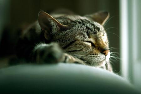 一只可爱的猫咪睡觉壁纸