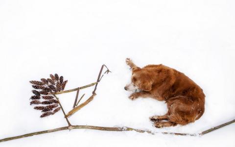 猎犬金狗冬季雪松锥壁纸