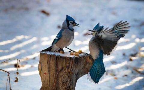两只鸟，蓝色的羽毛，翅膀，树桩壁纸