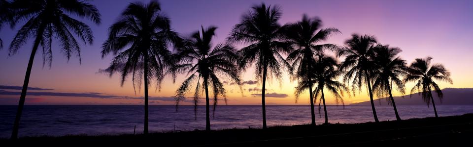 美丽的夕阳，剪影，棕榈树，毛伊岛，夏威夷，美国壁纸