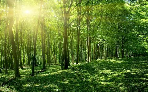 绿色的森林太阳春天壁纸