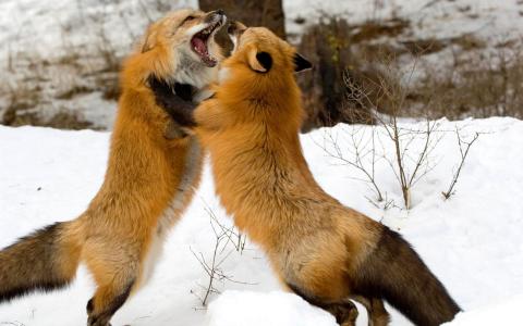 狐狸战斗壁纸