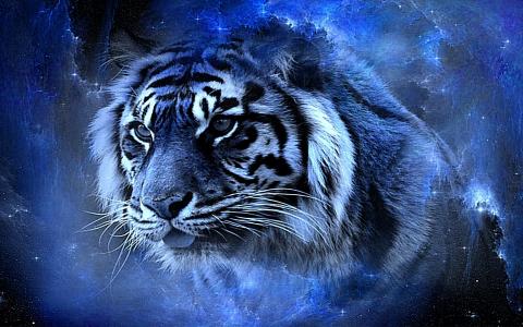 老虎美丽真棒蓝色酷华丽可爱漂亮的高清壁纸
