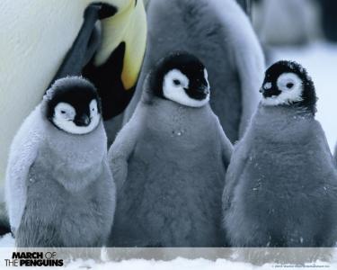 企鹅动物宝贝企鹅甜蜜的高清壁纸