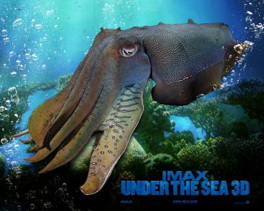 IMAX Under Sea 1壁纸
