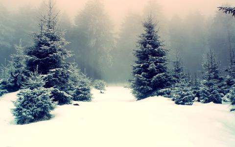 多雪的冷杉树木壁纸