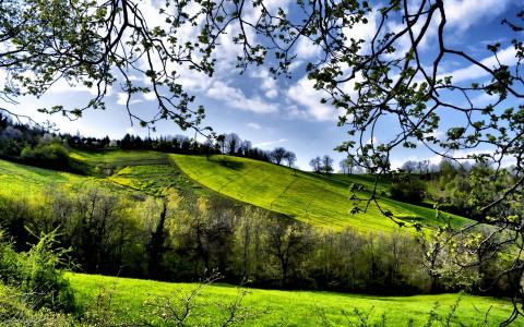 春天的景色，田野，树木，绿化壁纸