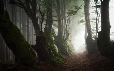 森林，路径，雾，青苔，和平，自然壁纸