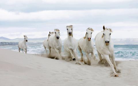 白色的马在沙滩上运行壁纸