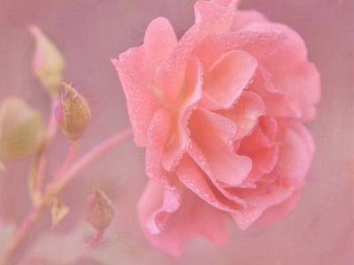 粉红色的玫瑰花朵特写镜头，水滴壁纸