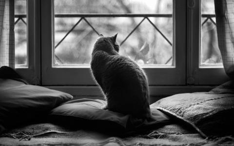 猫望着窗外的黑色和白色壁纸