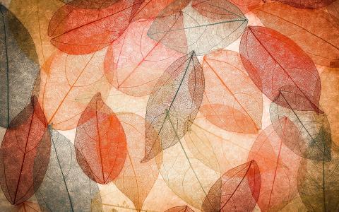 秋天，透明的树叶，抽象，多彩的壁纸