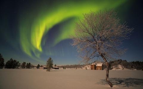 极光Borealis北极光夜晚绿色星星雪冬天树高清壁纸