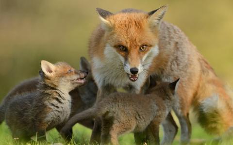 狐狸，幼崽，孕产，家庭壁纸