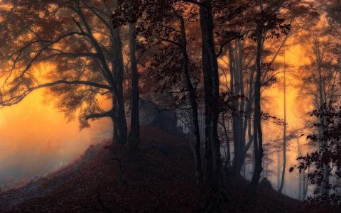 自然，景观，日出，雾，森林，秋季壁纸