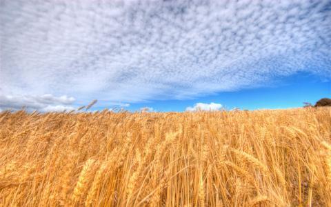 自然，小麦，景观，天空，云，场壁纸