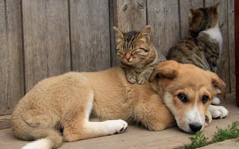 狗和猫朋友壁纸