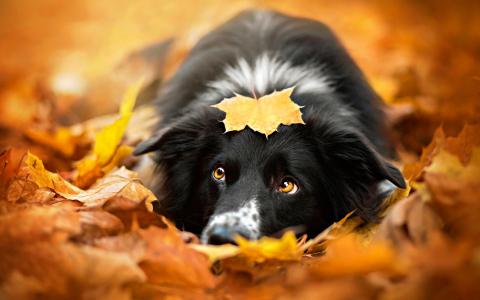 黑狗，秋天，红叶的壁纸