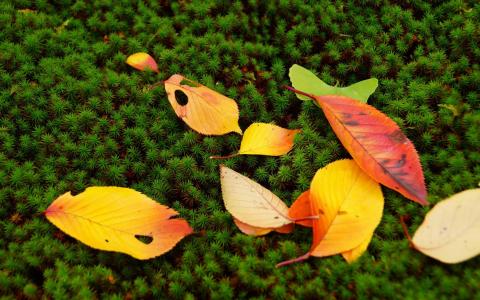 叶秋秋季大自然苔藓季节颜色照片背景壁纸