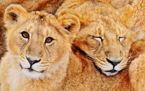 狮子猫食肉动物壁纸