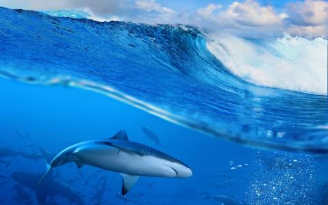 鲨鱼在蓝色的大海壁纸