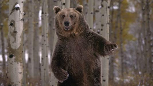 熊灰熊舞高清壁纸