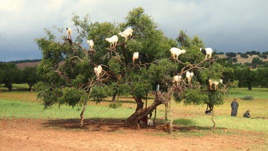 山羊在索维拉摩洛哥壁纸附近的树木