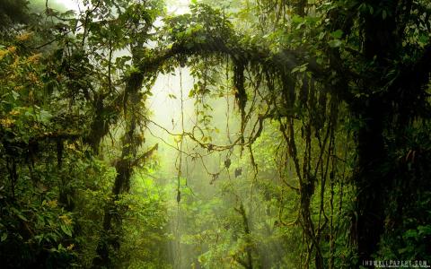 蒙特维多云雾森林保留哥斯达黎加壁纸