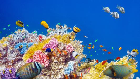水下世界，珊瑚，热带鱼，七彩壁纸