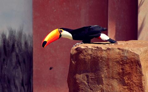巨嘴鸟，橙色的喙，黑色的羽毛，石头壁纸
