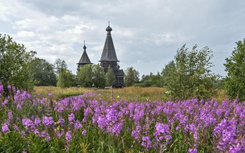 列宁格勒地区，寺庙，教会，俄罗斯，鲜花，草壁纸