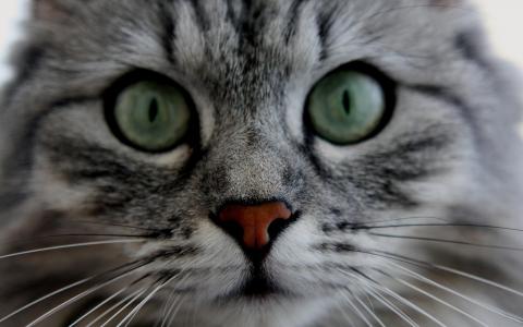 明亮的眼睛的Kitty猫壁纸