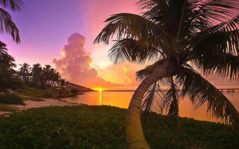 日落风景大自然佛罗里达州棕榈树公园海壁纸