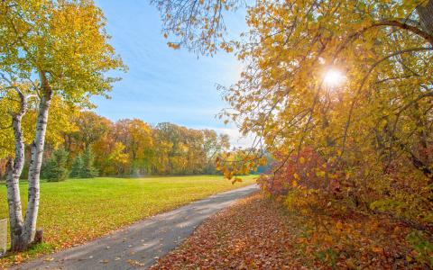 秋天公园，小路，树木，阳光壁纸