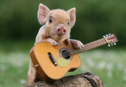 猪，小猪，吉他壁纸