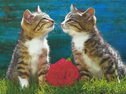 两只小猫亲吻着玫瑰墙纸