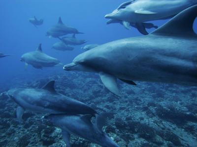 海洋单色海豚水下海照片库壁纸
