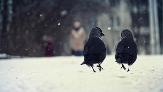 鸟，两个，冬天，雪，走，说话，动物壁纸
