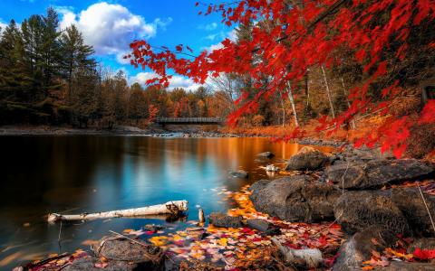 秋天的河流，木桥，树林和红叶的壁纸
