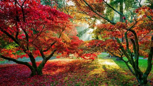树木，森林，太阳光线，秋天，叶子，红叶，路径壁纸