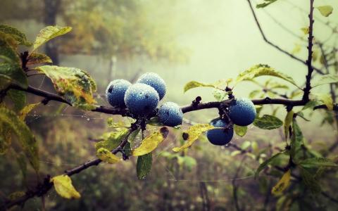 蓝莓，树枝，水滴，叶子，森林，雾壁纸