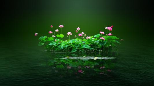莲花池塘，莲花，花，粉红色，水，花瓣，莲花叶，绿色壁纸