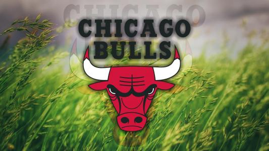 芝加哥公牛，标志，草，NBA，篮球壁纸
