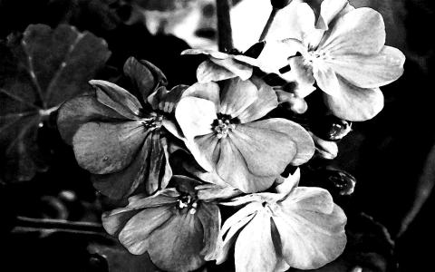 黑白墙纸中的花