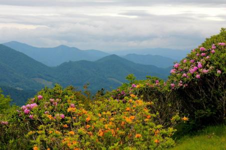风景山美国杜鹃花北卡罗莱纳州自然花风景宽分辨率的壁纸