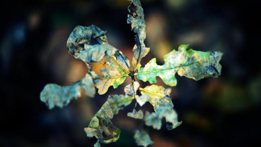 干叶的微距摄影，秋天，背景虚化的壁纸